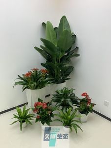 新吴办公室花卉绿植租摆简约组合